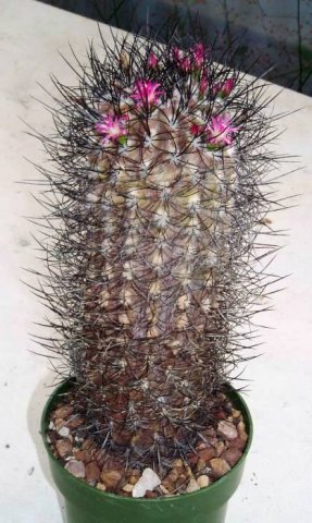 neoportaria_microsperma